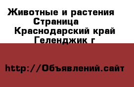  Животные и растения - Страница 12 . Краснодарский край,Геленджик г.